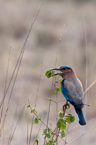 021 Kanha Nationaal Park, Indische Scharrelaar.jpg
